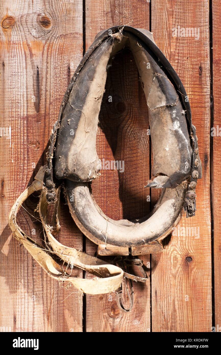 Hanging old horse harness 3 Stock Photo Alamy