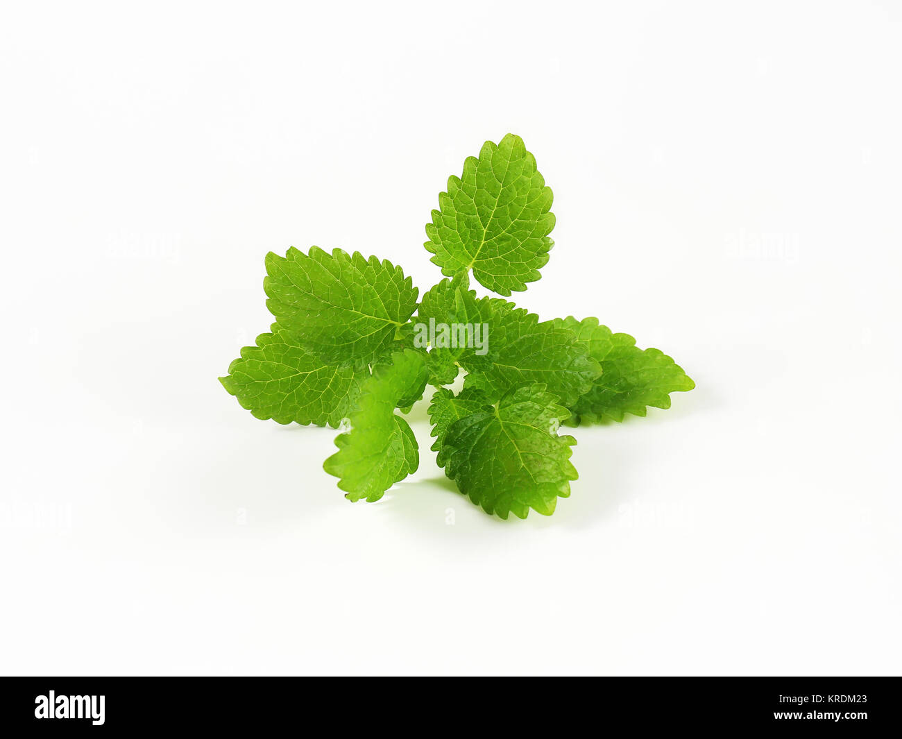 Lemon balm leaves Stock Photo Alamy