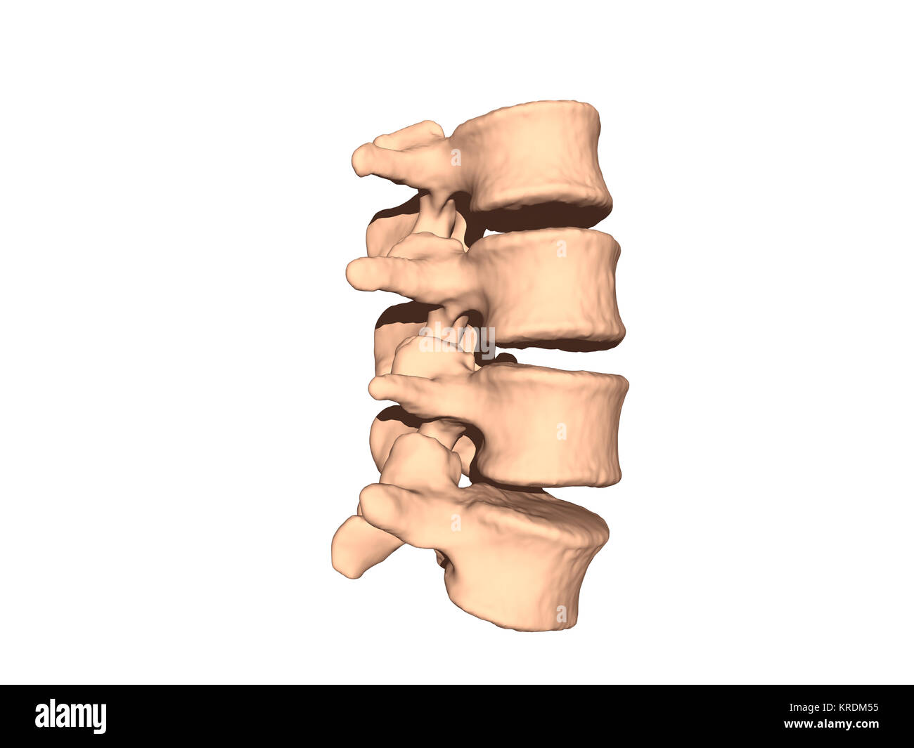 spine released in motion Stock Photo