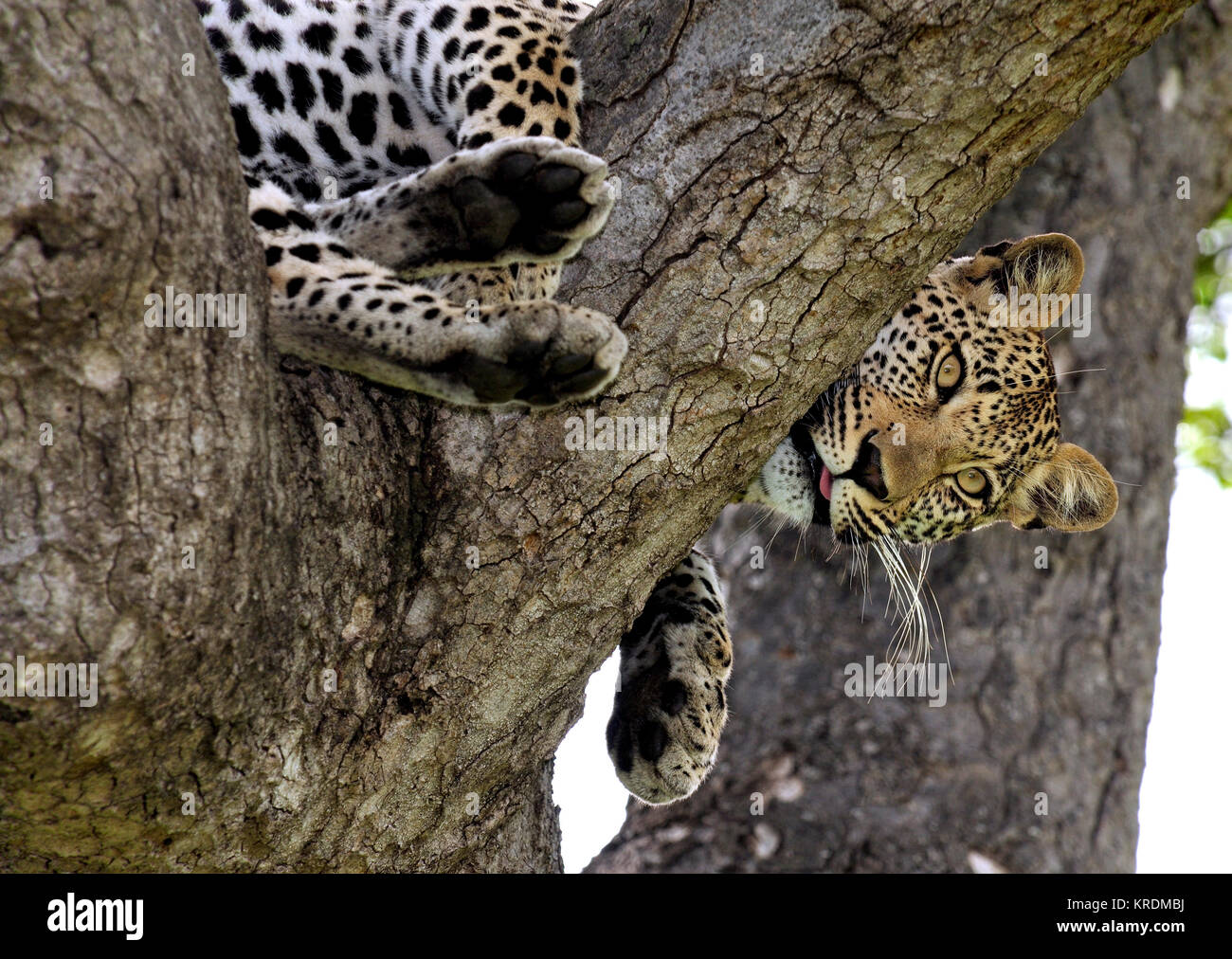 A playful Leopardess in the Sabi Sand Game reserve. Stock Photo