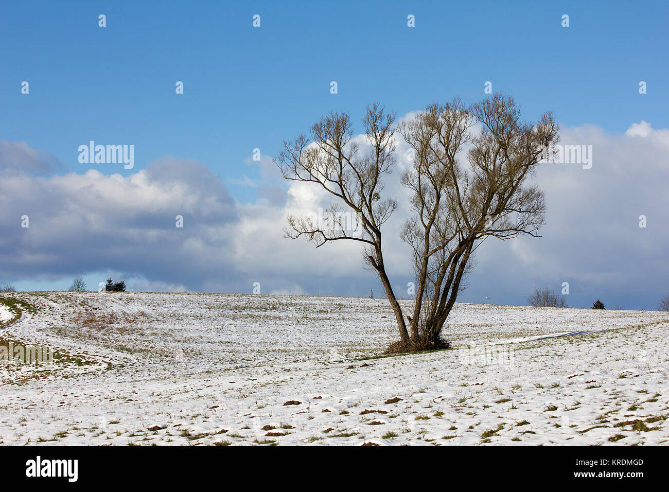 tree in a snowy landscape by day Stock Photo - Alamy