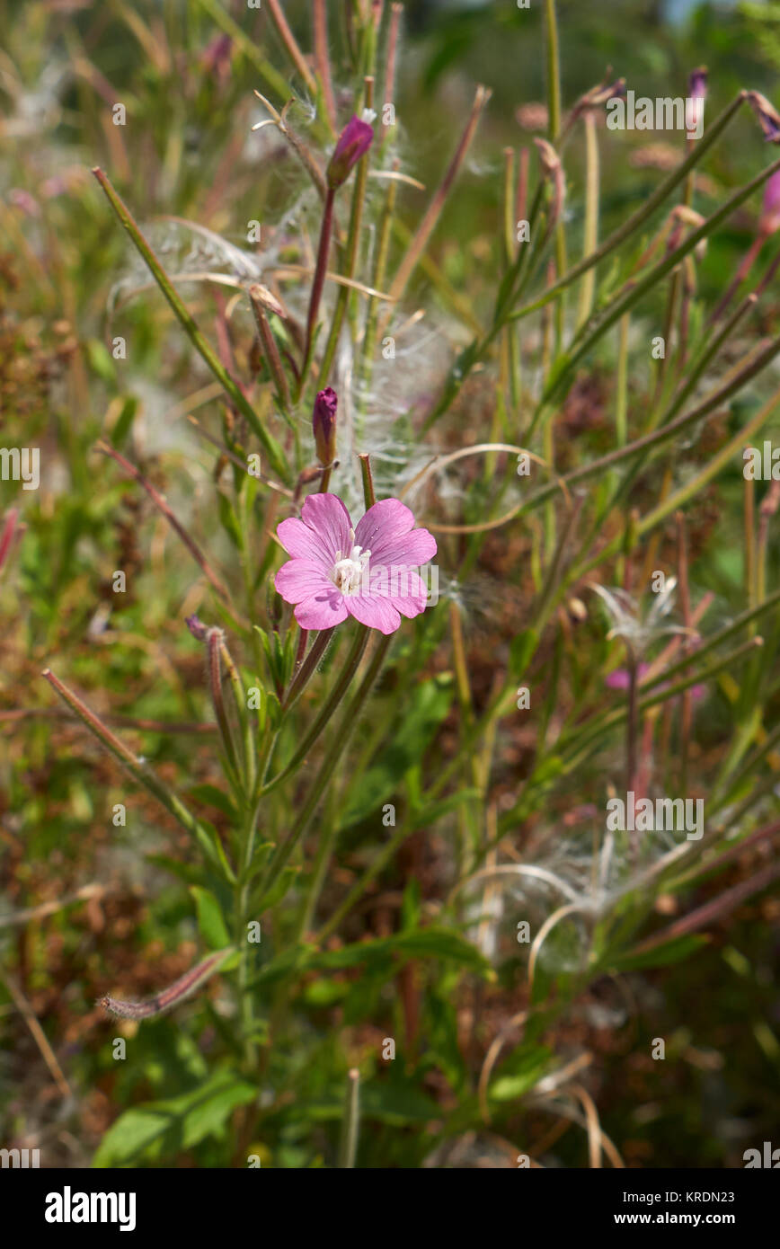 Epilobium hirsutum Stock Photo