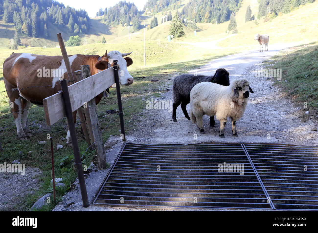 Schafe und Kühe vor Weiderost Stock Photo