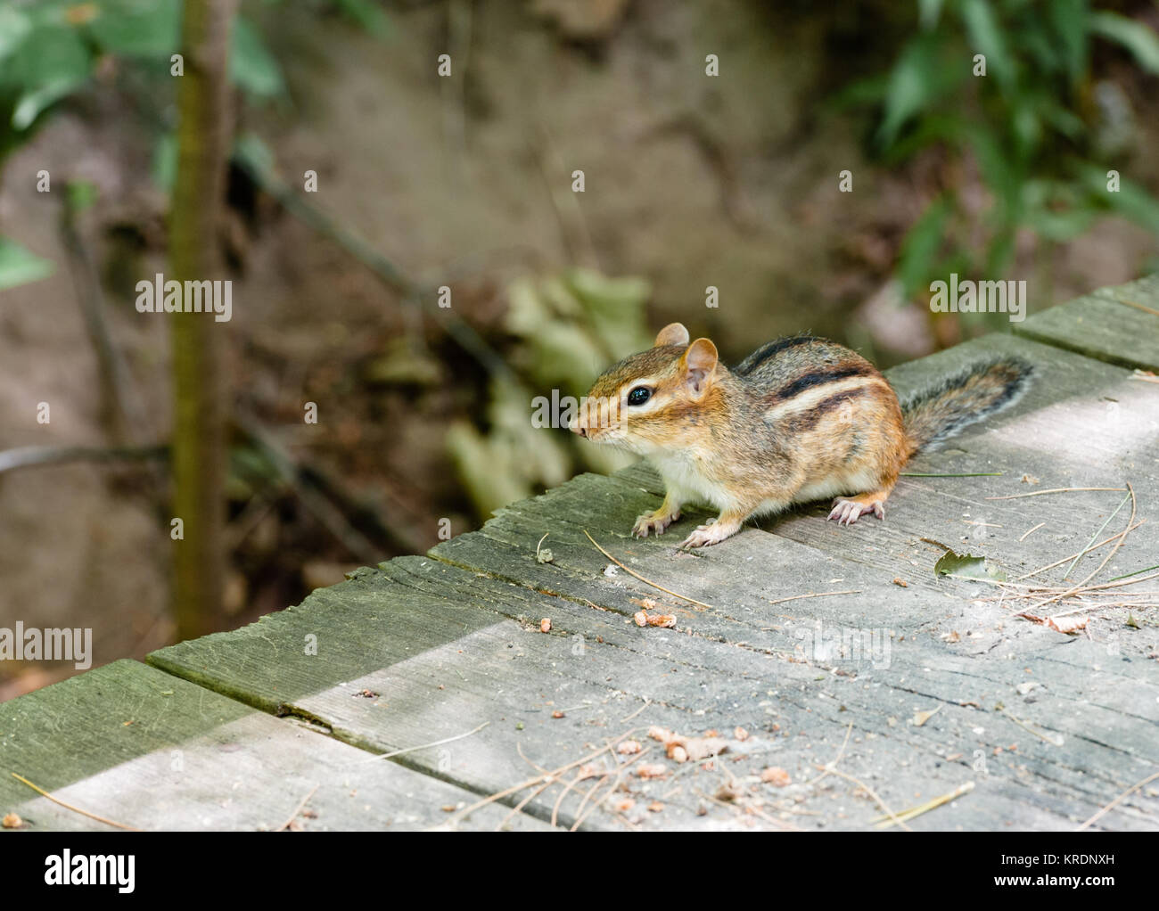 Alert chipmunk on wood deck in shadow Stock Photo - Alamy