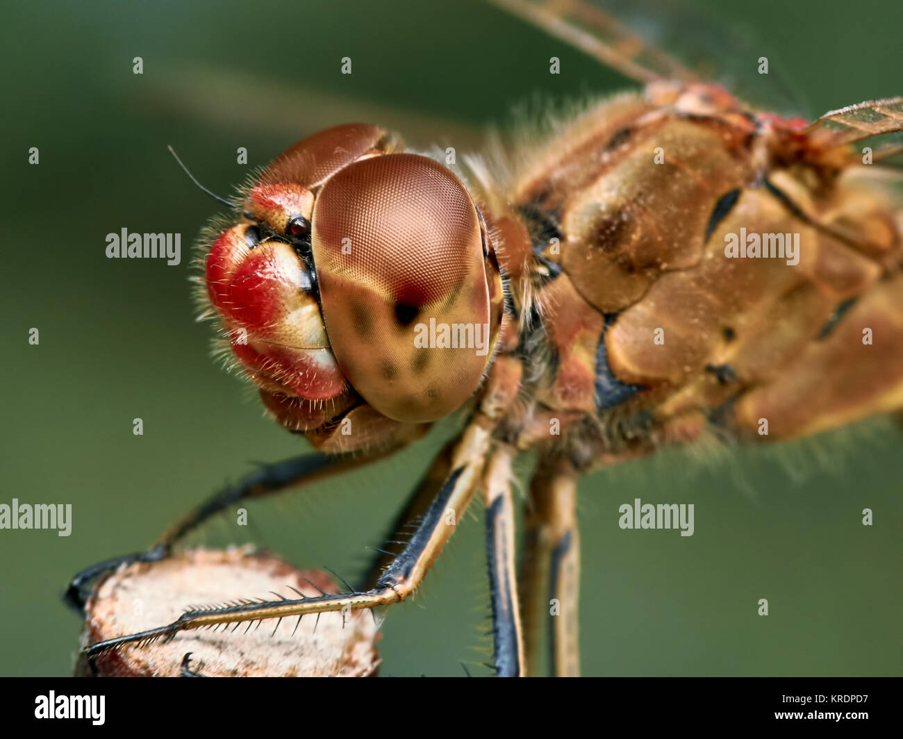 Portrait of a red dragonfly Stock Photo - Alamy