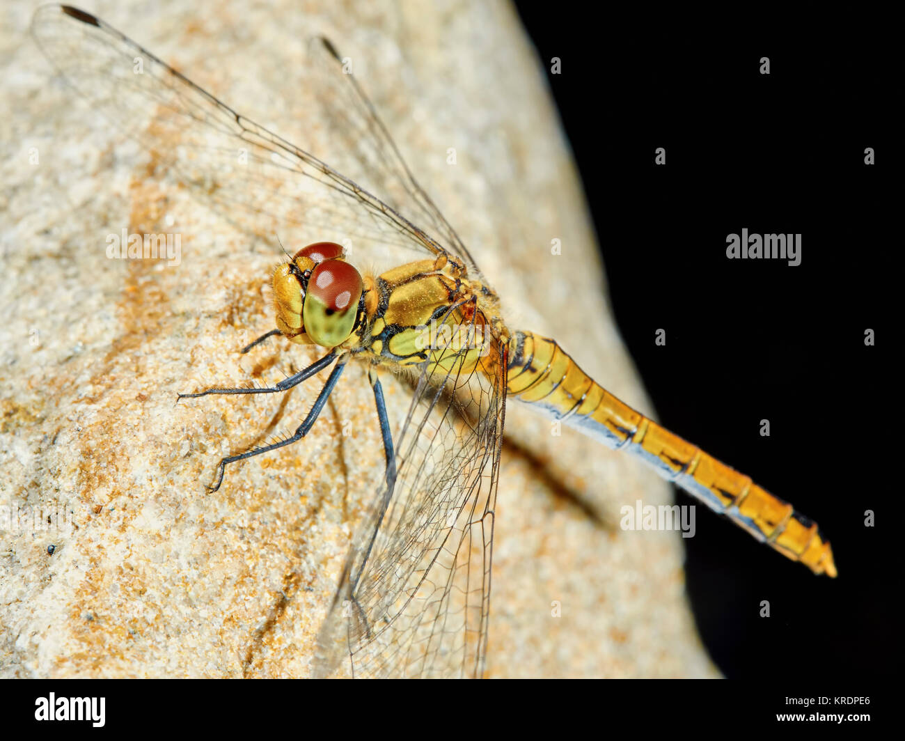Dragonfly in the garden on a rock Stock Photo - Alamy