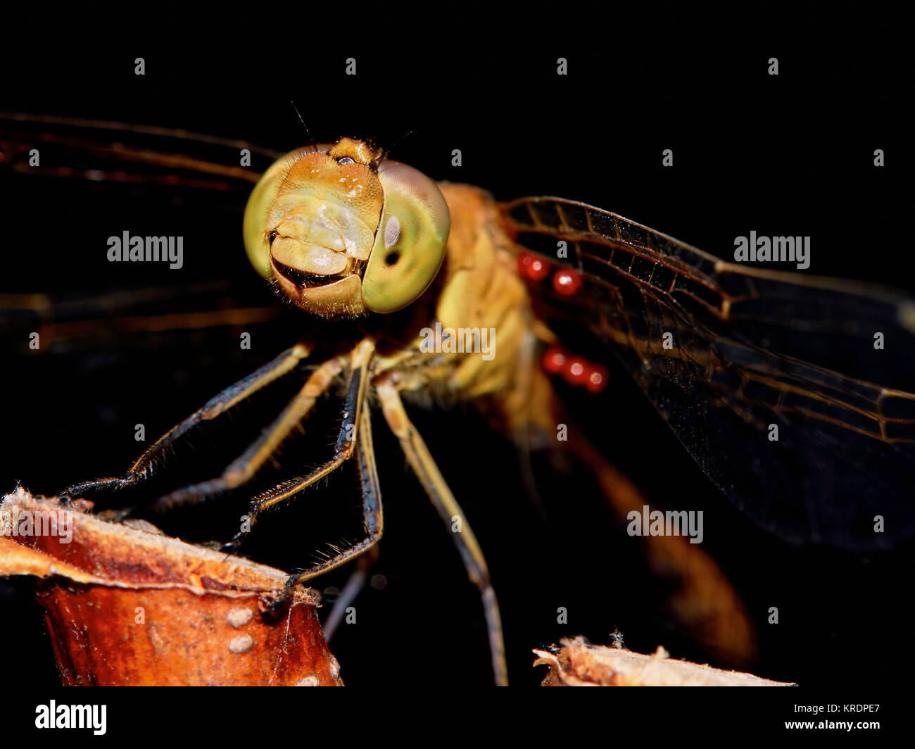 Dragonfly in the garden Stock Photo - Alamy