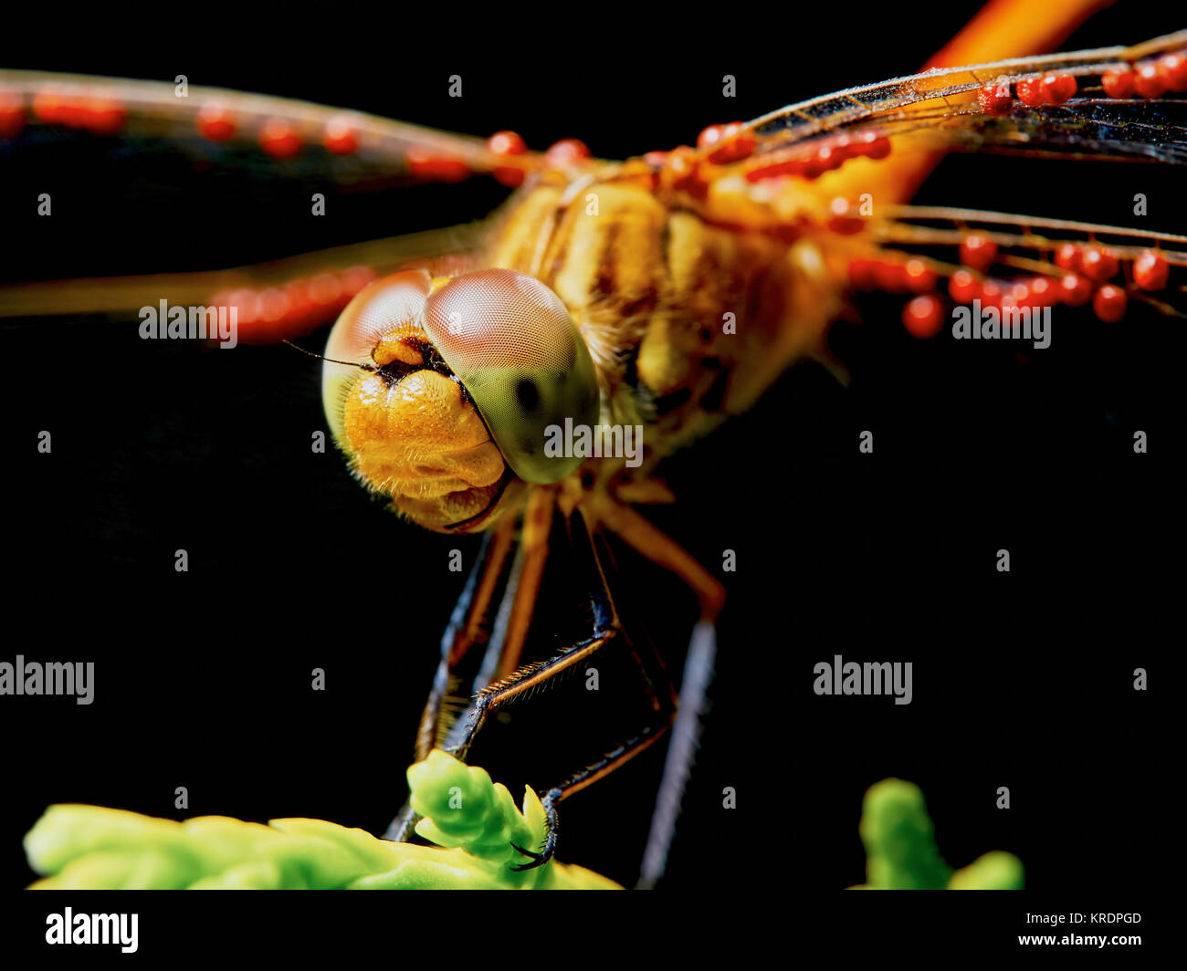 Dragonfly in the garden Stock Photo - Alamy