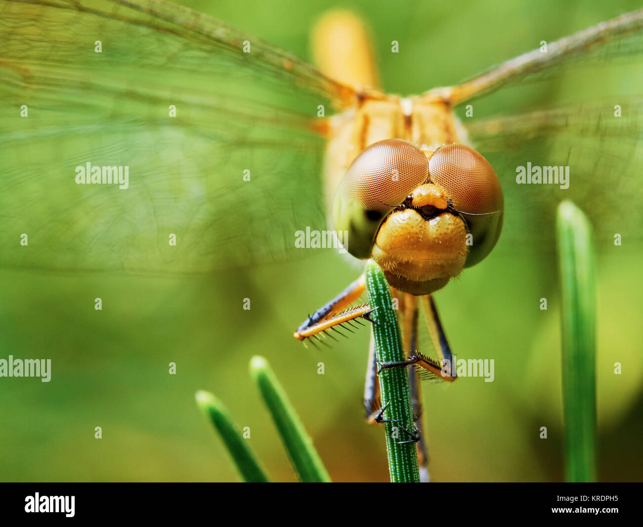 Dragonfly in the garden Stock Photo - Alamy