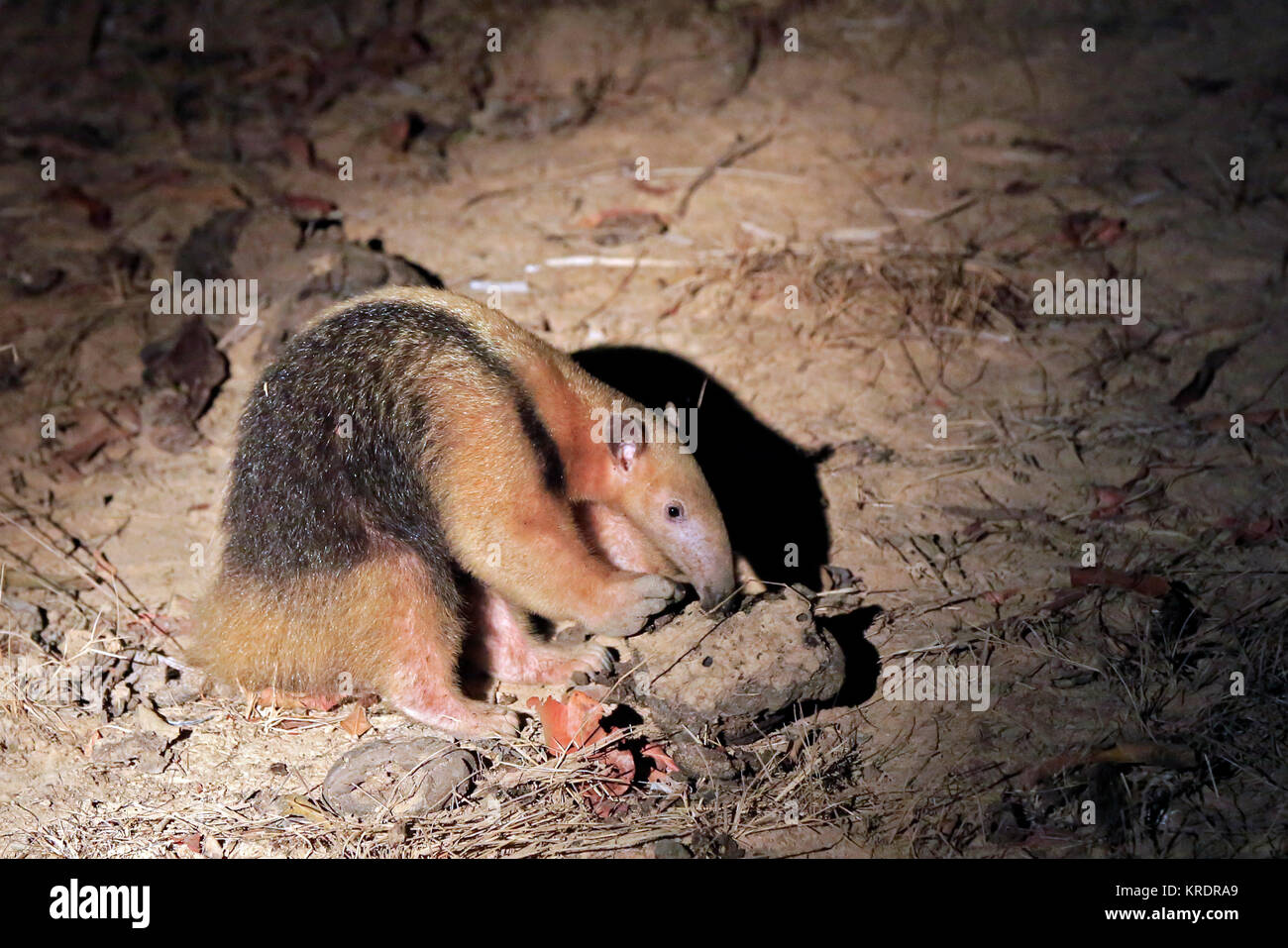 Collared Anteater, aka Southern Tamandua, Lesser Anteater. Rio Claro, Pantanal, Brazil Stock Photo