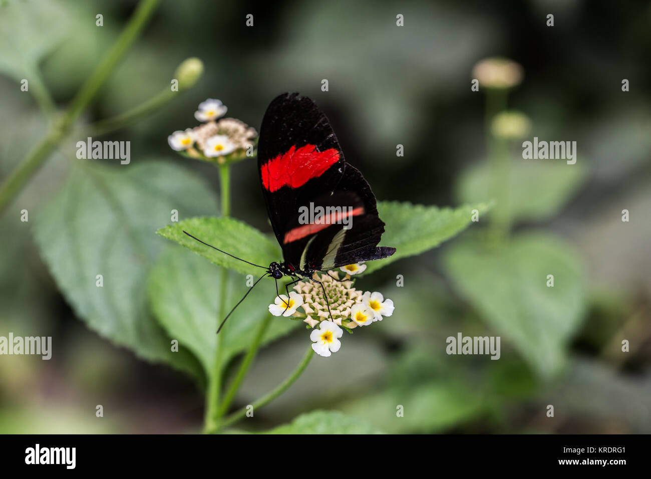 postman butterfly Stock Photo