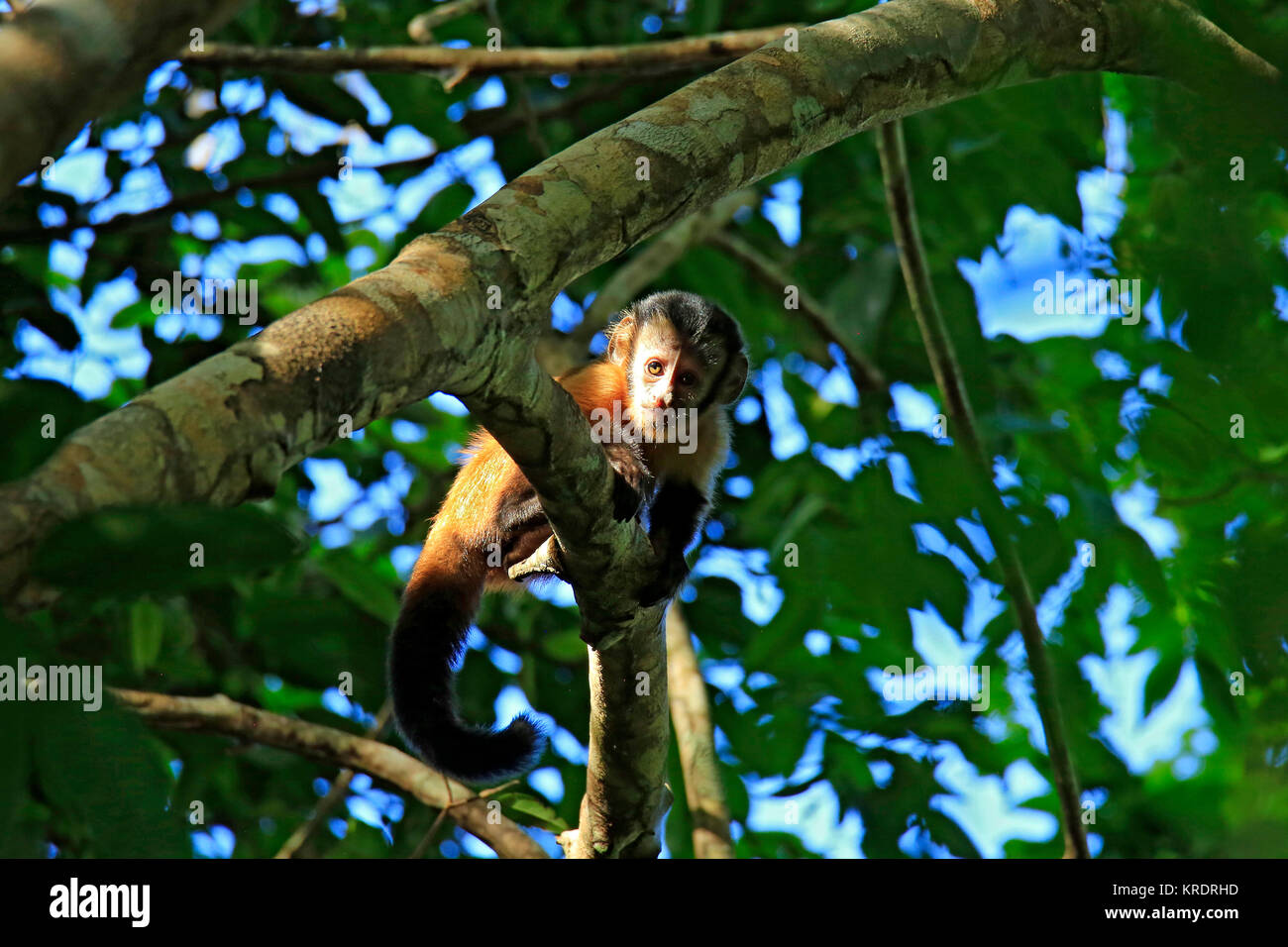 Young Tufted Capuchin Monkey Looking down from a Branch. Amazon Rainforest, Brazil Stock Photo