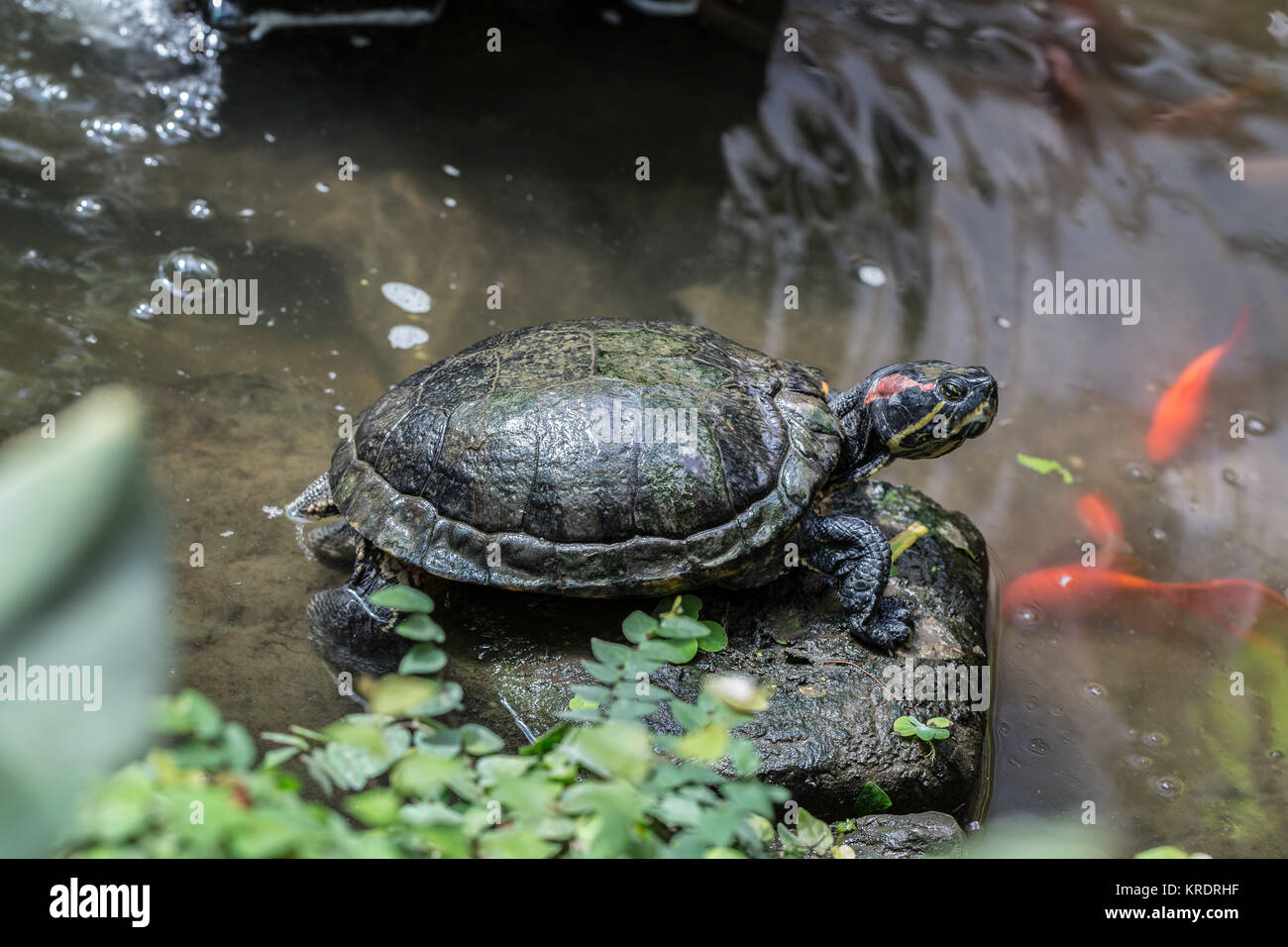 Sumpfschildkröten im Teich Stock Photo Alamy
