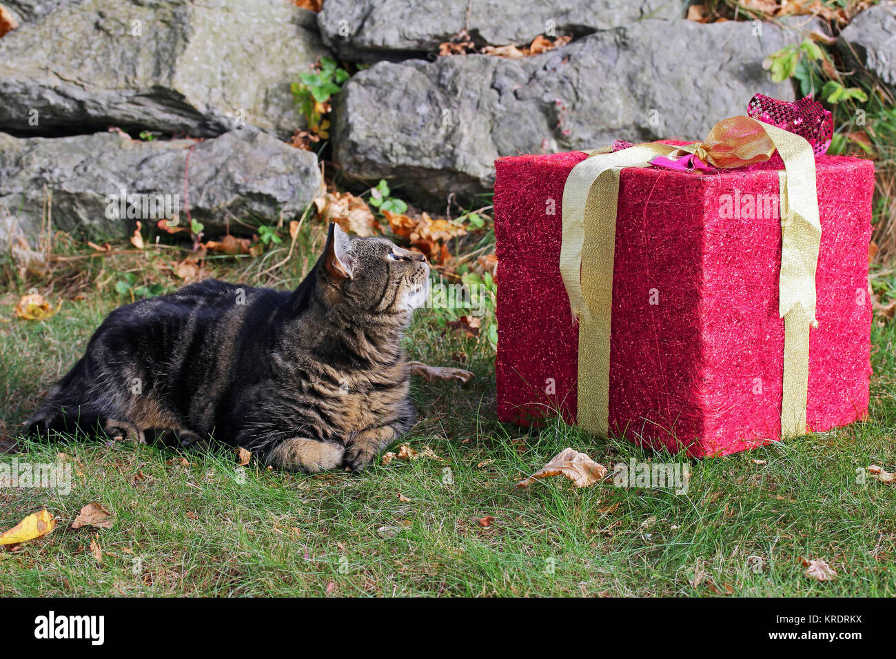a great gift for the cat Stock Photo