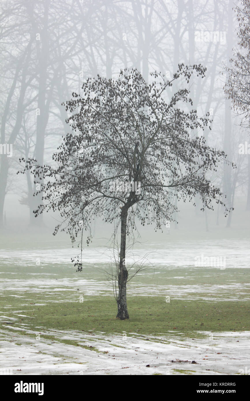 trees in the autumn in the fog Stock Photo - Alamy