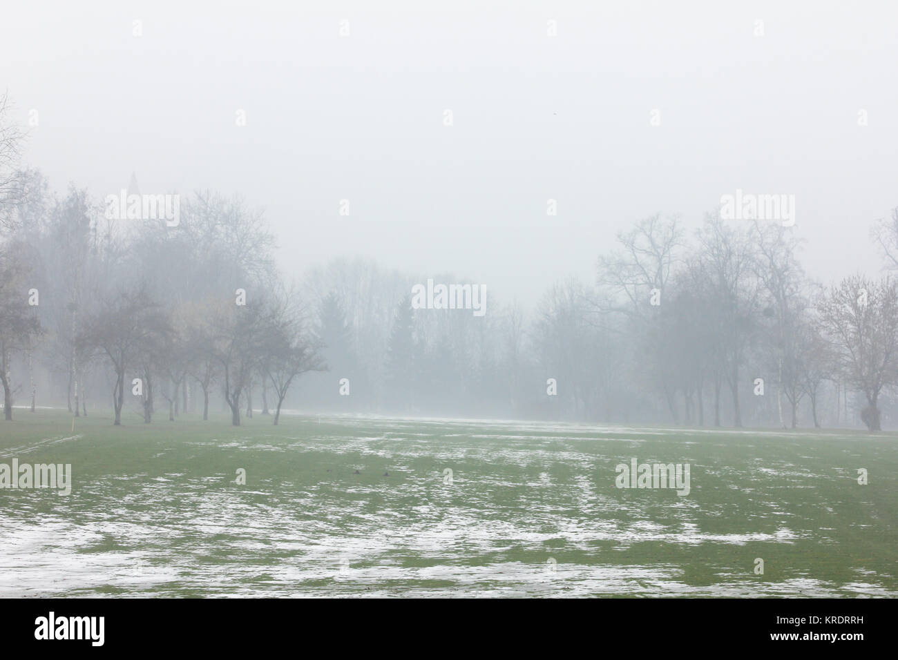 trees in the autumn in the fog Stock Photo - Alamy
