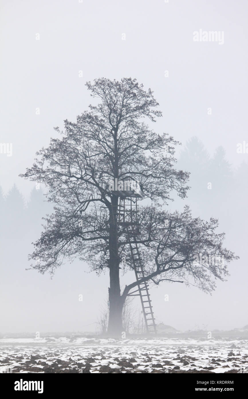 trees in the autumn in the fog Stock Photo - Alamy