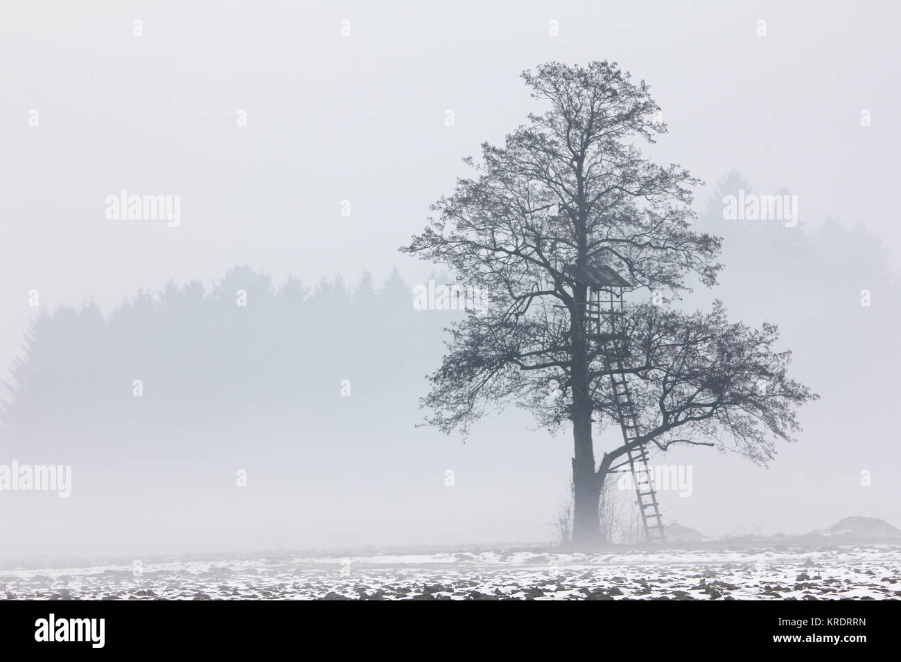 trees in the autumn in the fog Stock Photo - Alamy