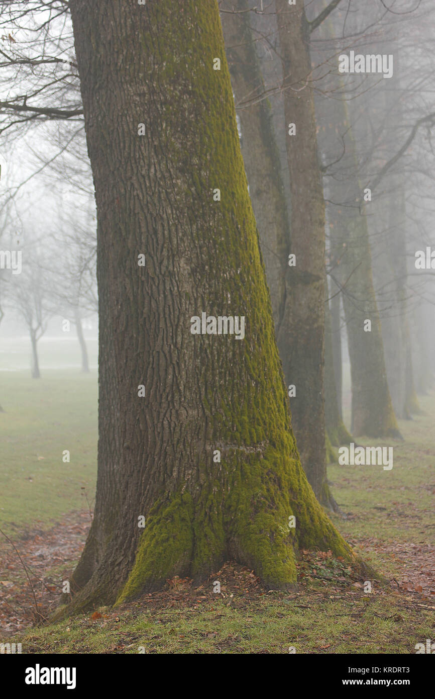 trees in the autumn in the fog Stock Photo - Alamy
