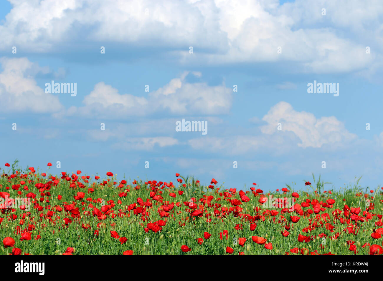 poppies flower and blue sky with clouds country landscape Stock Photo ...