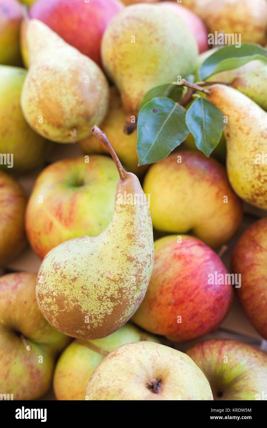 Can You Put Apples And Pears Together at William Morrell blog