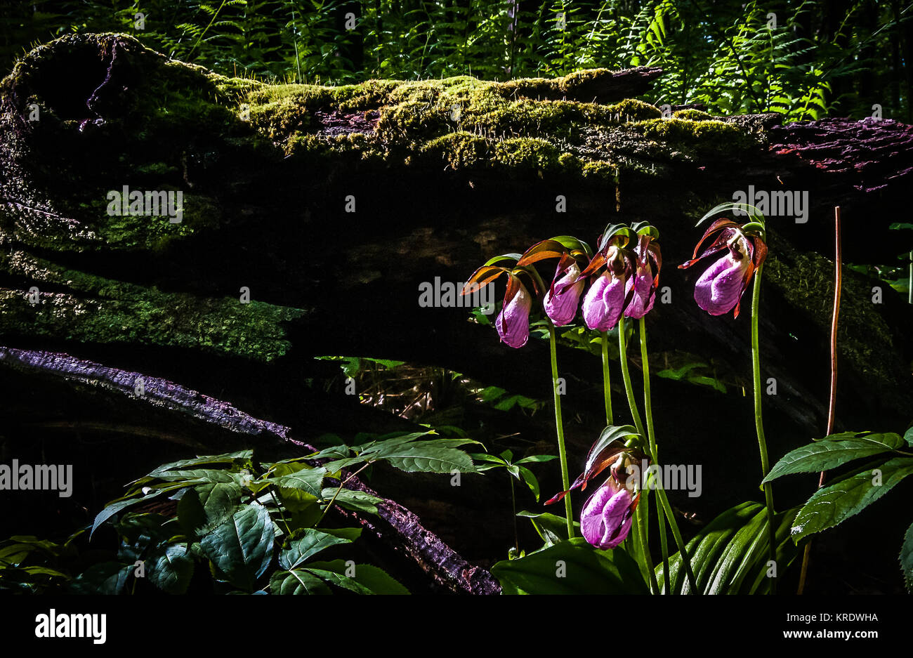 The very bright colour of these Lady Slipper stands out strong among
