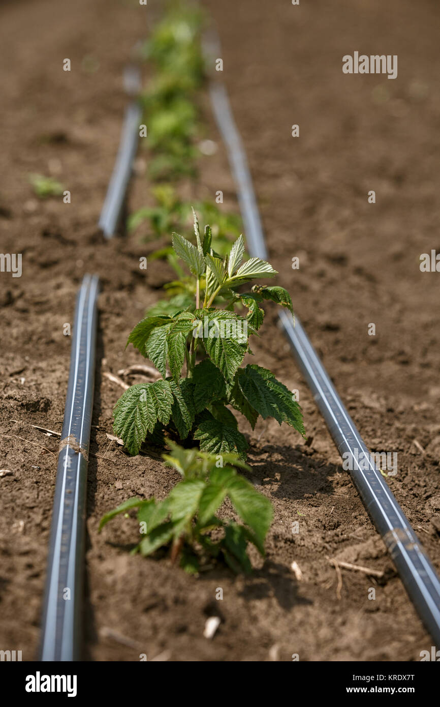 field of growing organic young raspberries Stock Photo - Alamy