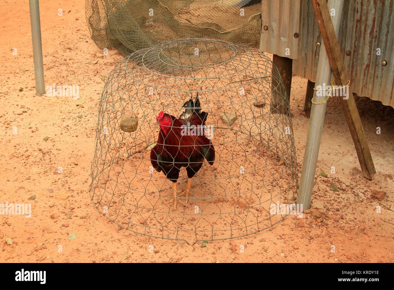 Caged rooster on the island of Phu Quoc, Vietnam Stock Photo
