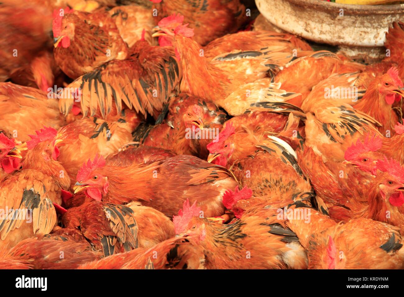 Chickens for sale, Mekong Delta, Vietnam Stock Photo Alamy