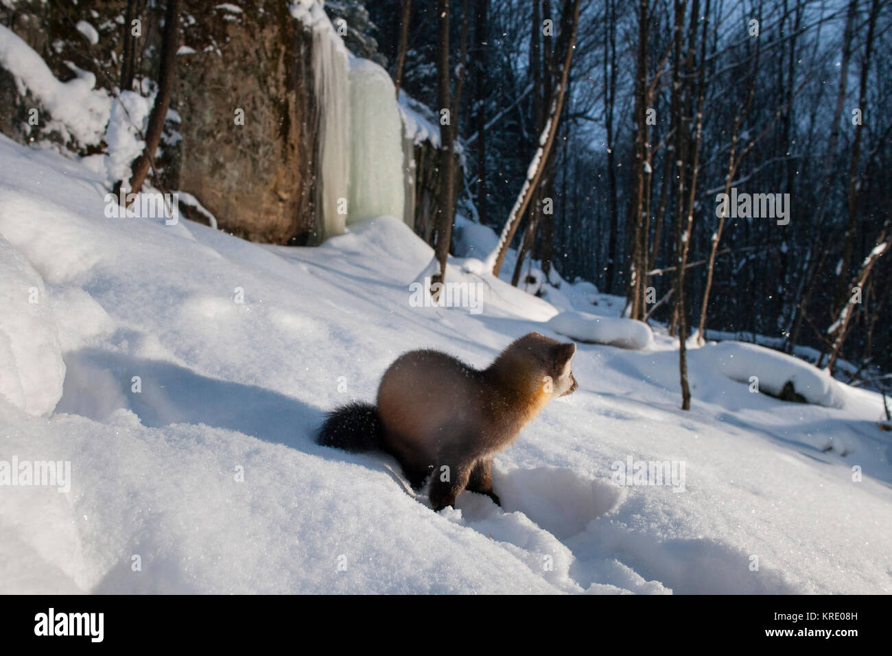 MAYNOOTH, ONTARIO, CANADA - December 18, 2017: A marten (Martes americana), part of the Weasel family / Mustelidae forages for food. Stock Photo
