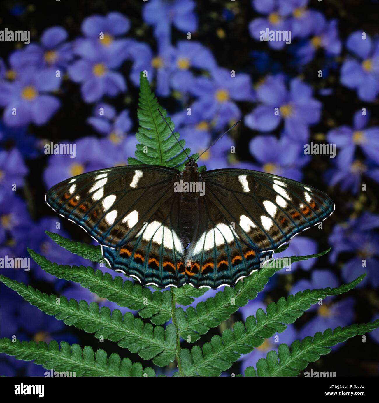 Großer Eisvogel, weiblicher Falter auf Farnblatt., sehr seltener Waldschmetterling Stock Photo