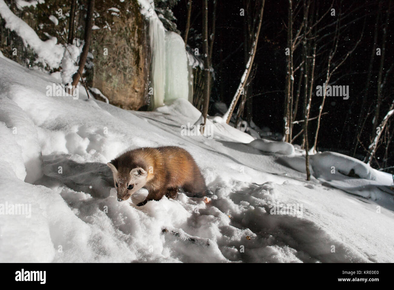 MAYNOOTH, ONTARIO, CANADA December 18, 2017 A marten (Martes