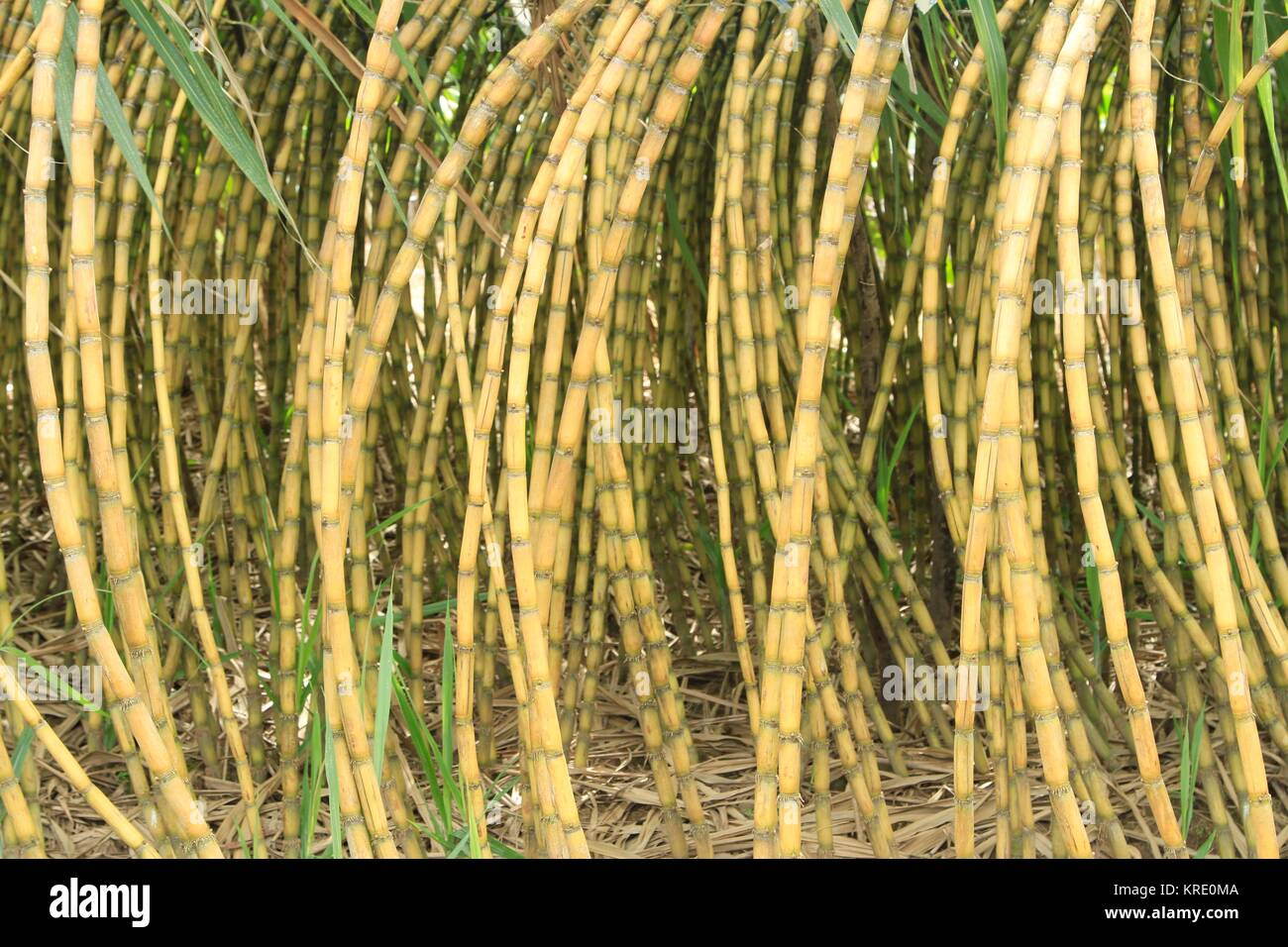 Sugar Cane plants, Mekong Delta, Vietnam Stock Photo Alamy