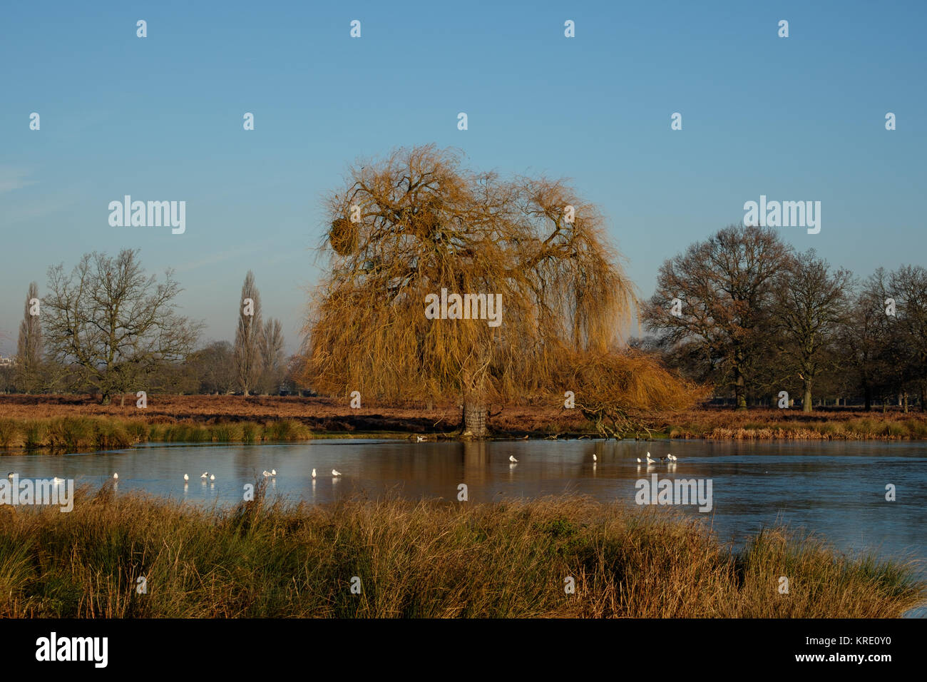 Willow oak hires stock photography and images Alamy