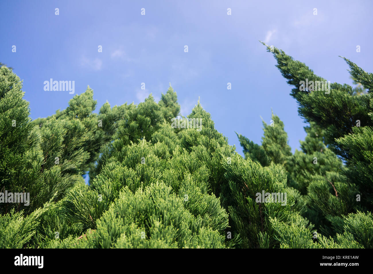pine Stock Photo - Alamy