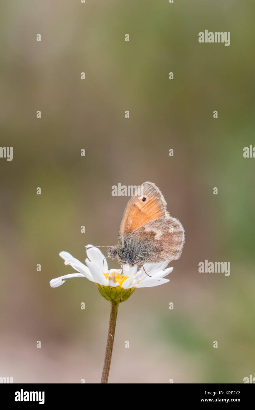 Meadow Brown Butterfly (Maniola jurtina) on a Daisy Stock Photo