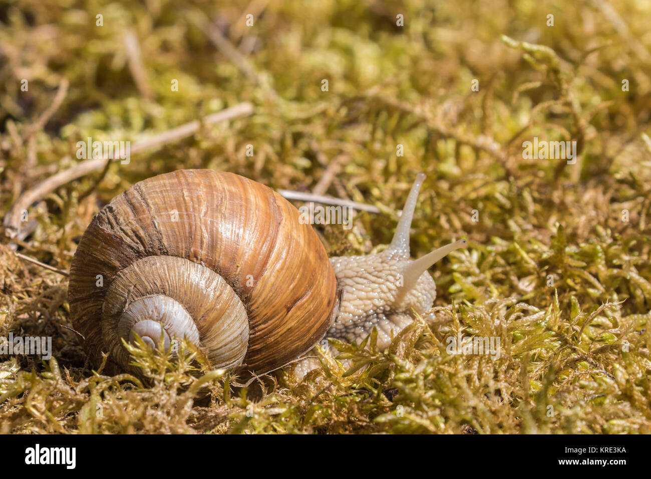 Roman snail, Burgundy snail, edible snail or escargot. ( Helix pomatia Stock Photo Alamy
