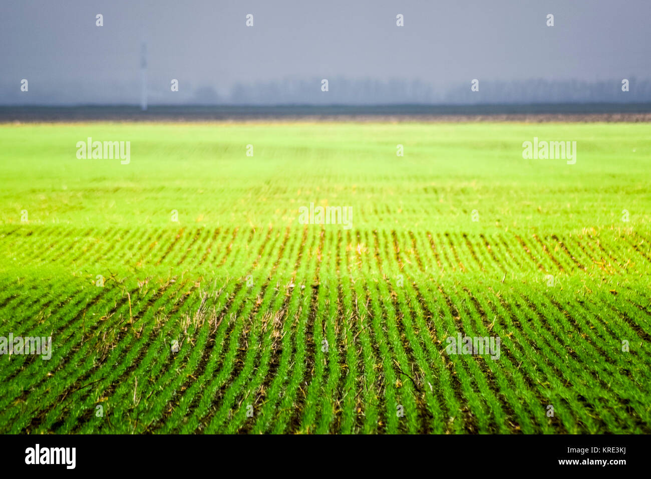 Spring winter wheat field Stock Photo - Alamy