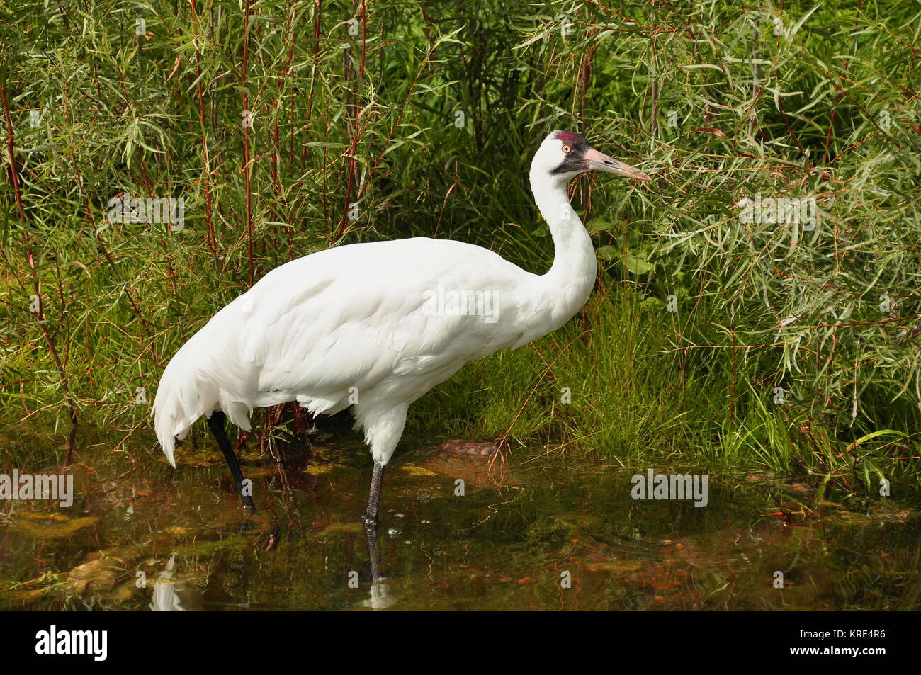 A rare whooping crane poses for its portrait for the camera. Stock Photo