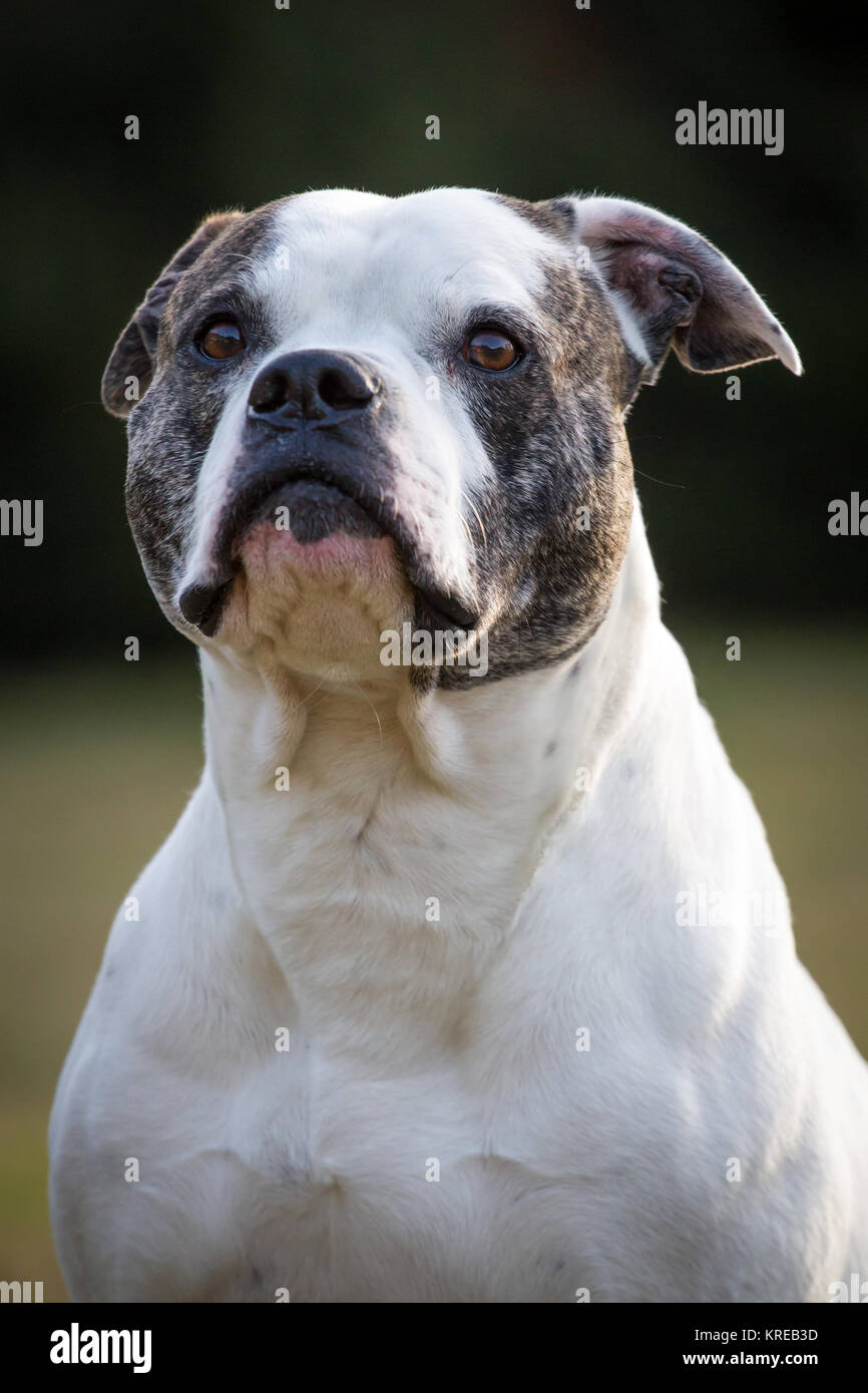 An Imposing Dog Of The American Bully Breed Stock Photo - Download