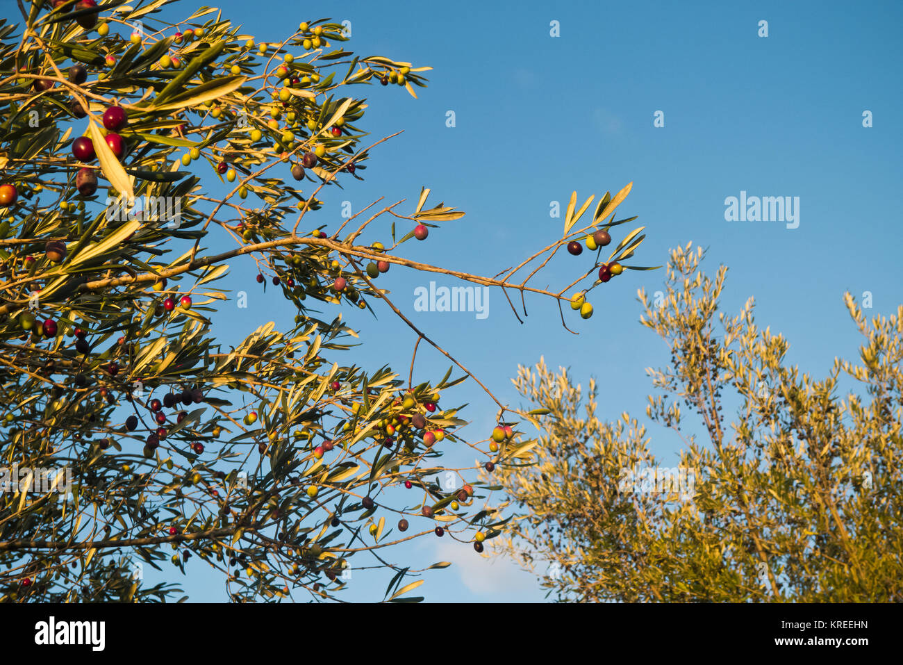 cultivation and growth of quality olives in Puglia. Stock Photo