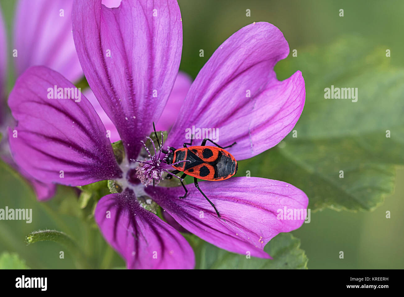 fire bug on mallow Stock Photo
