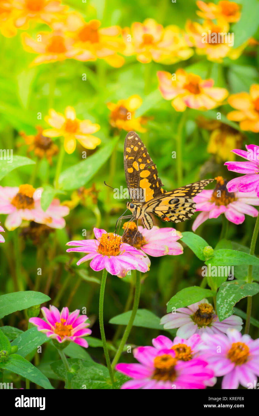 The background image of the colorful flowers Stock Photo - Alamy