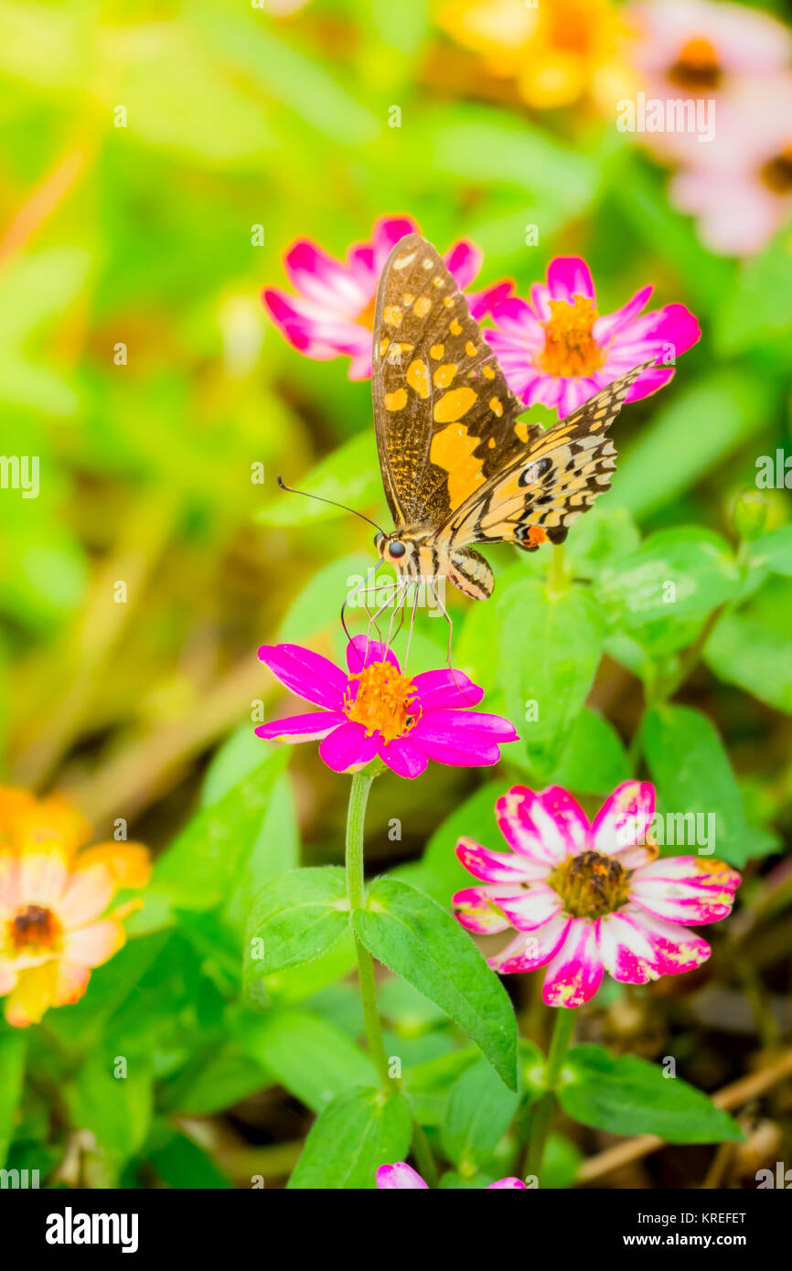 The background image of the colorful flowers Stock Photo - Alamy