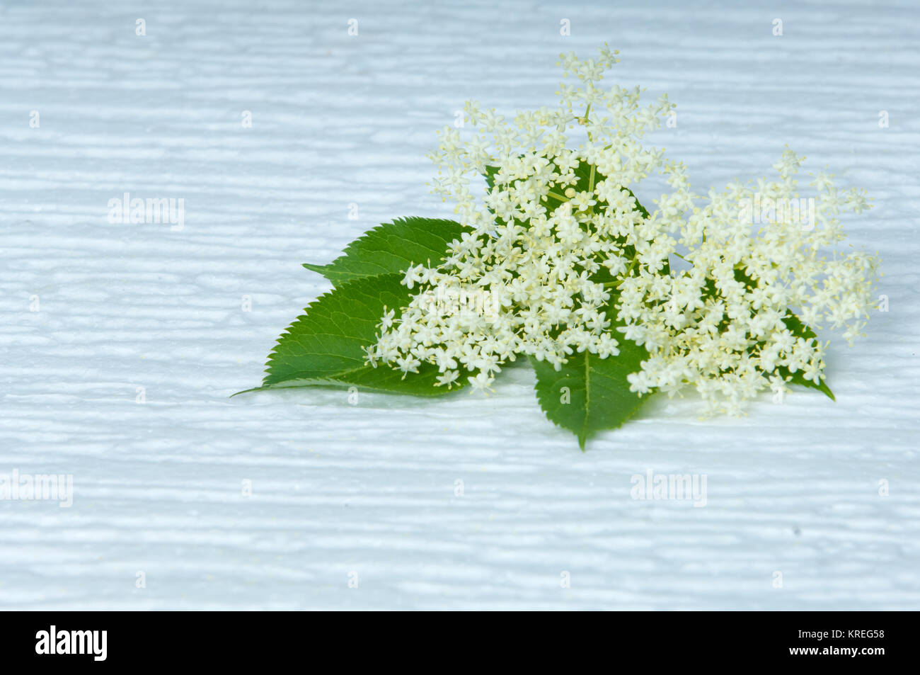 flowers elderberry Sambucus nigra and elderberry flower drink Stock