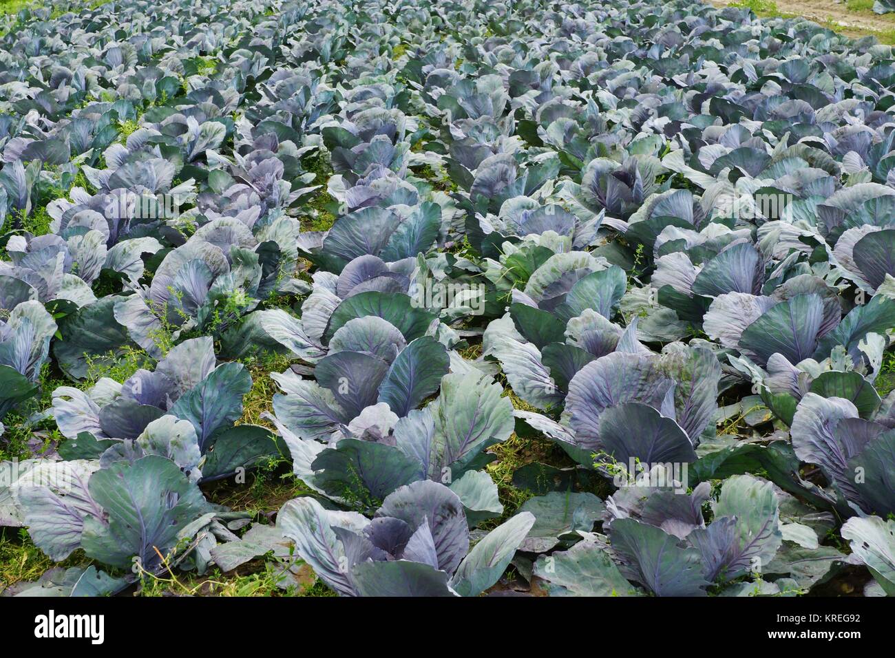 cabbagehead in a vegetable field Stock Photo Alamy