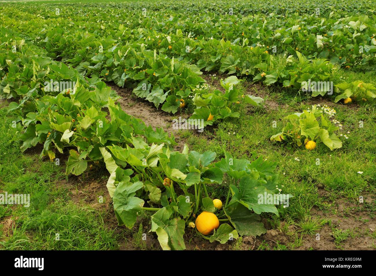 pumpkins in a vegetable field Stock Photo - Alamy