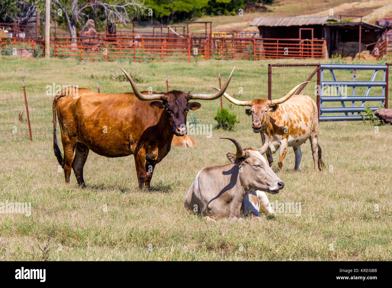 Longhorn beef cattle hi-res stock photography and images - Alamy