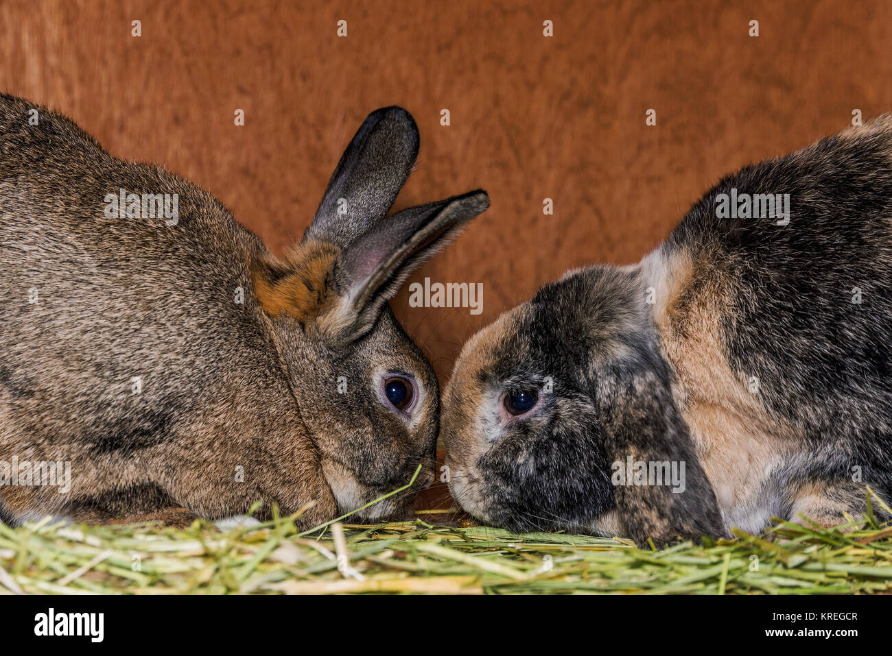Rabbits in a hutch Stock Photo Alamy