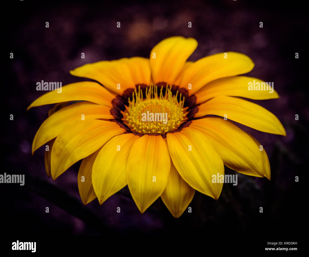 Yellow dream flower Stock Photo Alamy